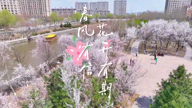 微视频｜春风有信，花开有期