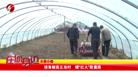 培育椒苗正当时 铺“红火”致富路