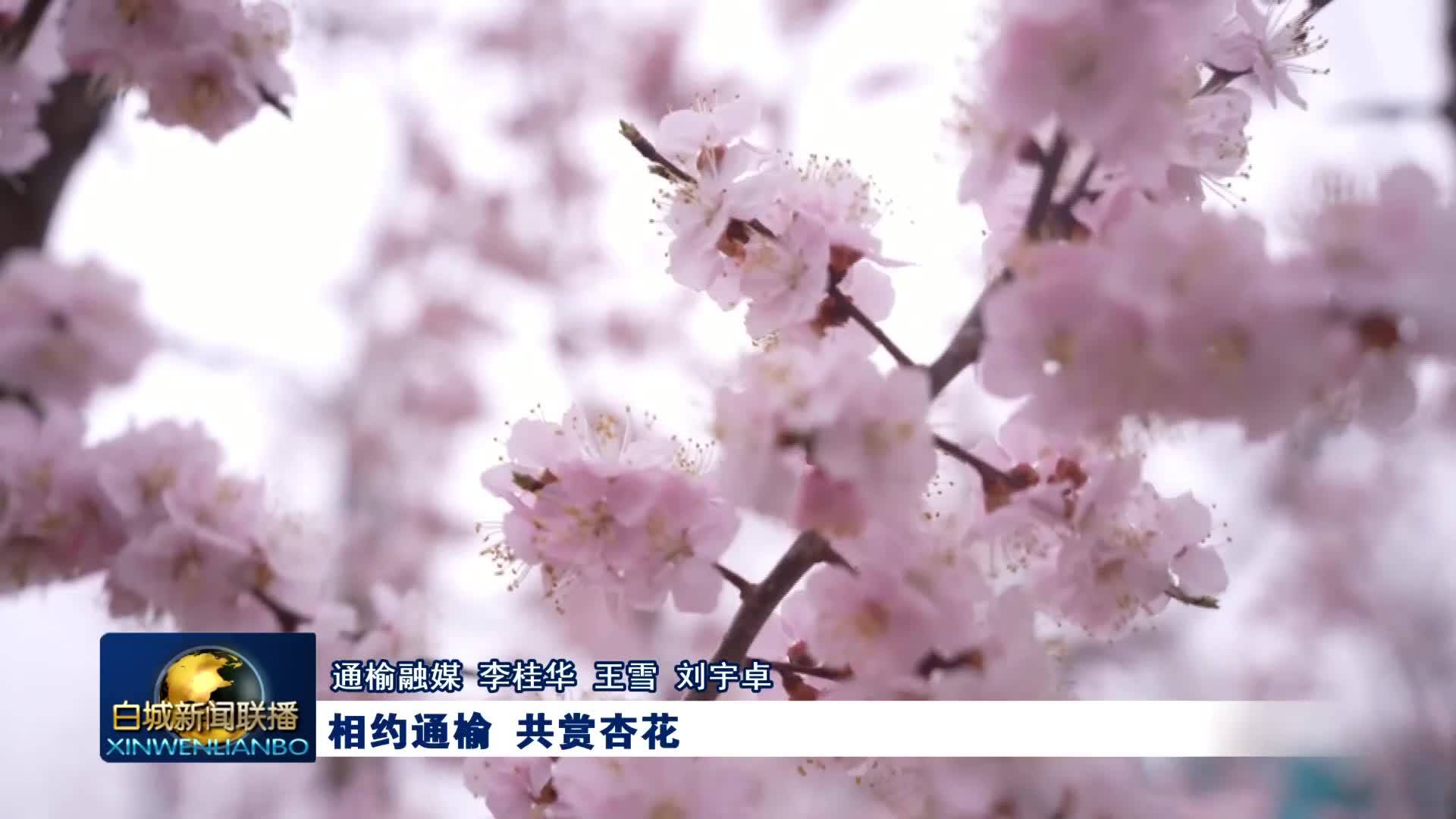 相约通榆 共赏杏花
