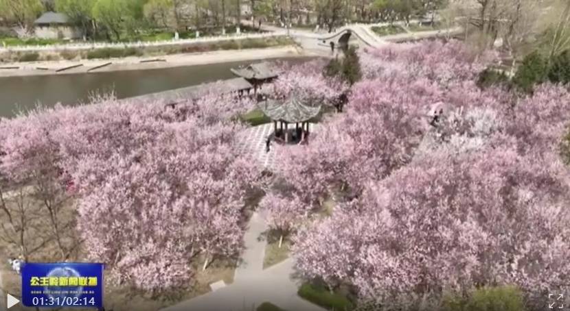 【德行天下公主岭】公主岭：梅花开正艳 浪漫春之约