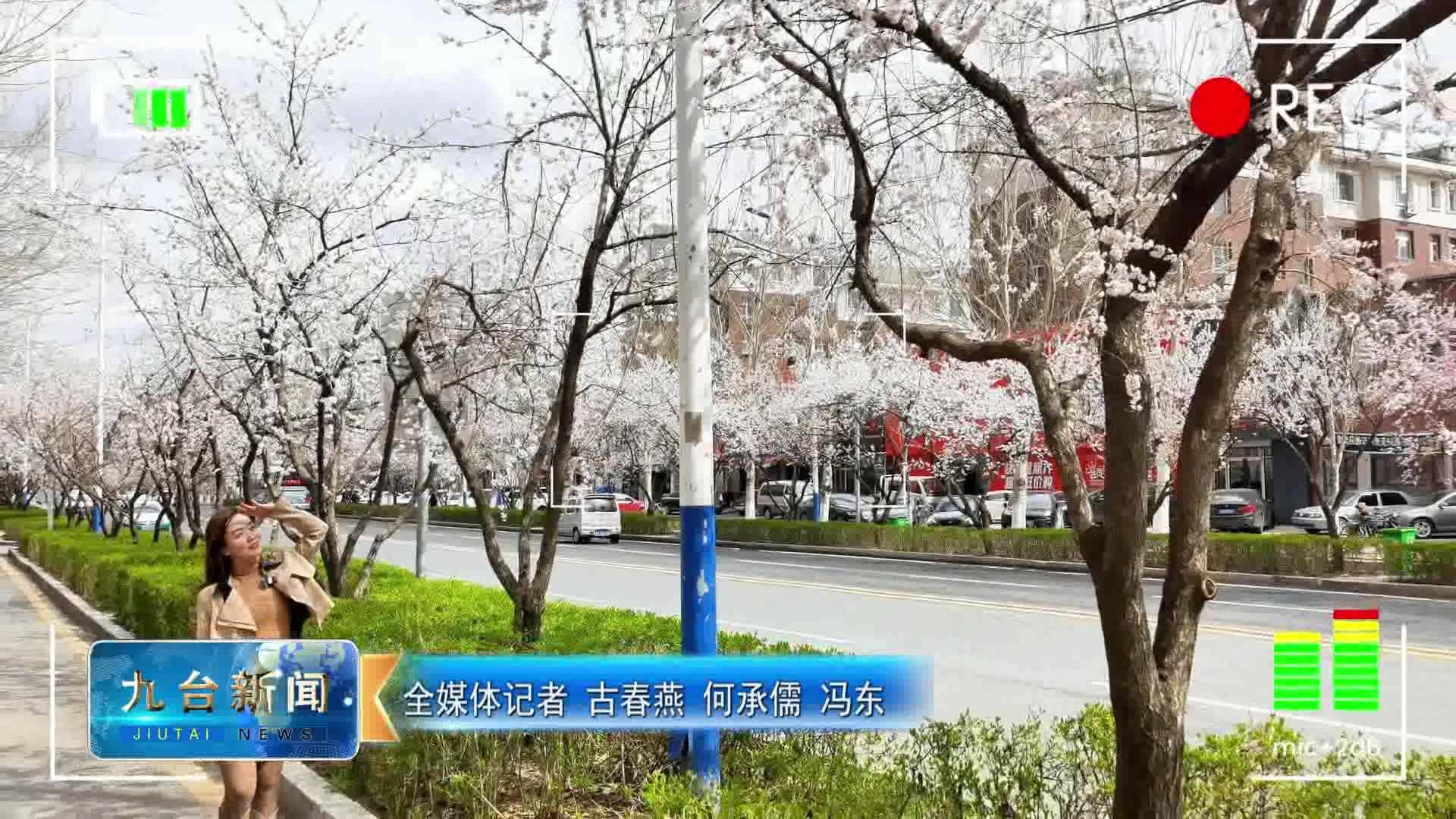 都市杏花绽“雪云” 快门声声话春意