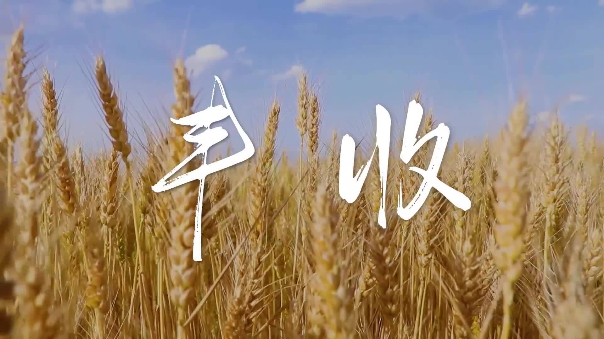 大家一起携手，让中国碗装满中国粮，共同守好咱的“饭碗田”。