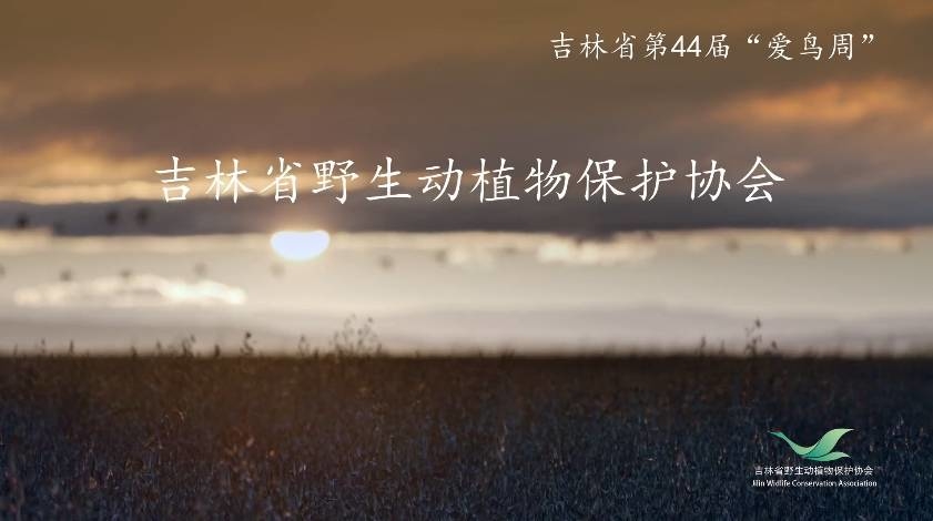 吉林省第44届“爱鸟周”——飞鸟吉林