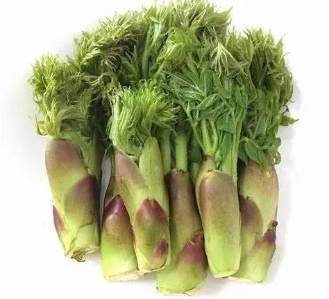 山野菜正当时 | 刺嫩芽