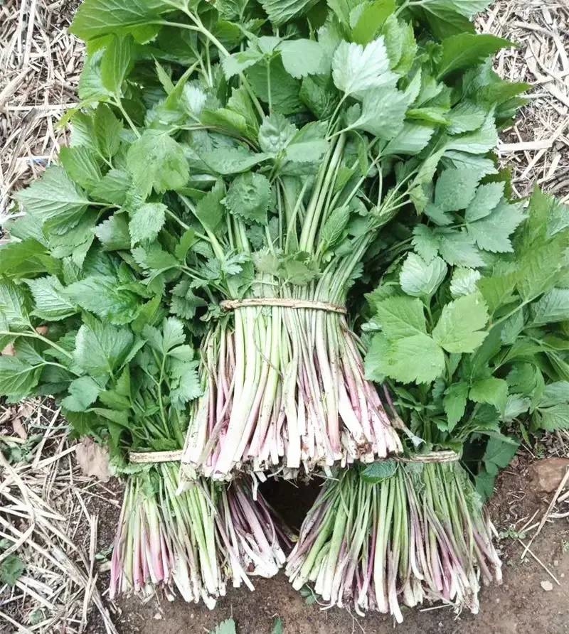 绿野寻芳 春游白山 | 山野菜正当时~山芹菜