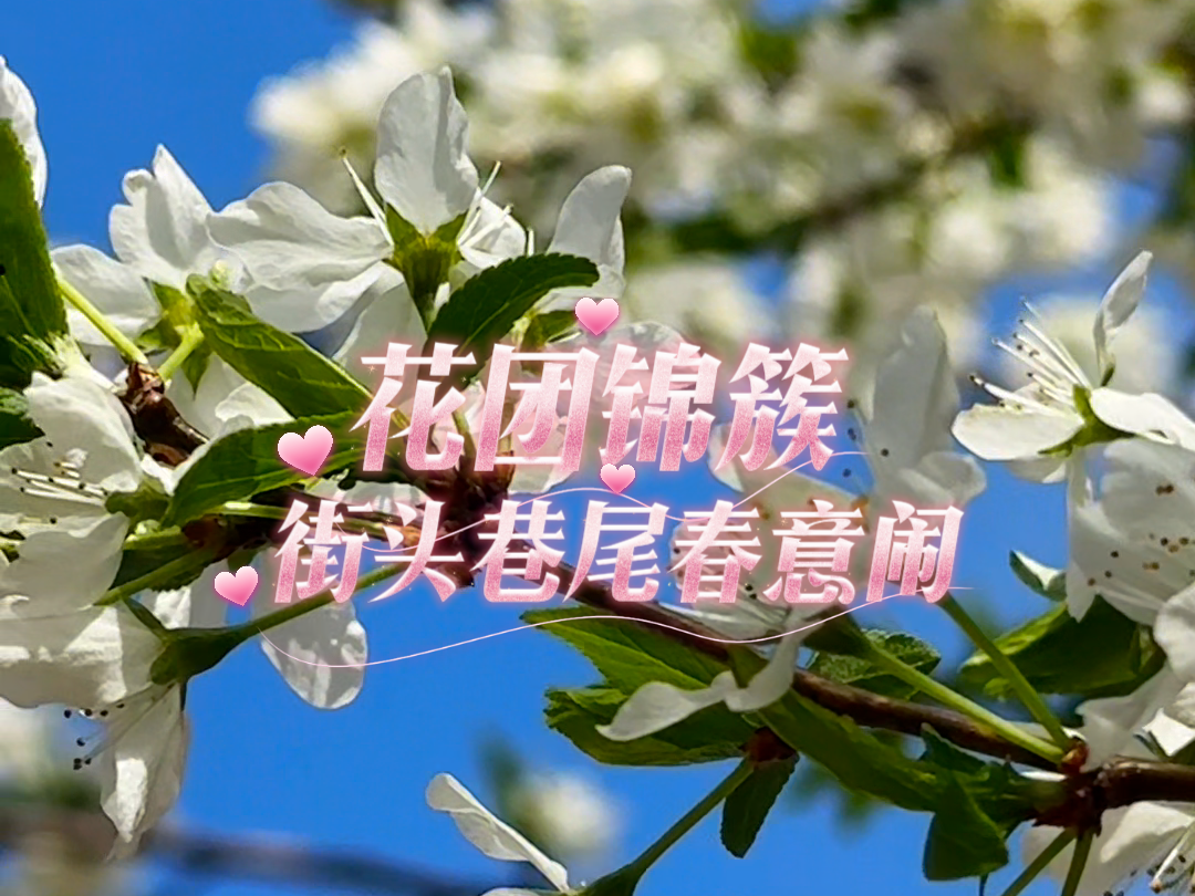 花团锦簇 街头巷尾春意闹#花开吉林#花开时节遇见最美城市#杏好有你杏会吉林