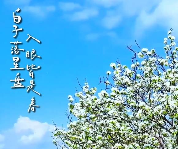 花开吉林丨白子落星盘 入眼皆是春（素材来源：丁连国）