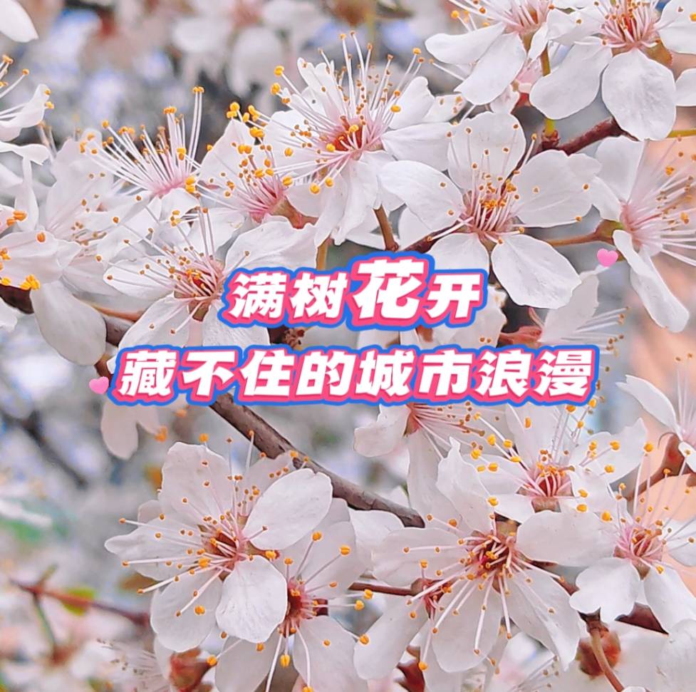 满树花开 藏不住的城市浪漫#花开吉林#花开时节遇见最美城市#杏好有你杏会吉林