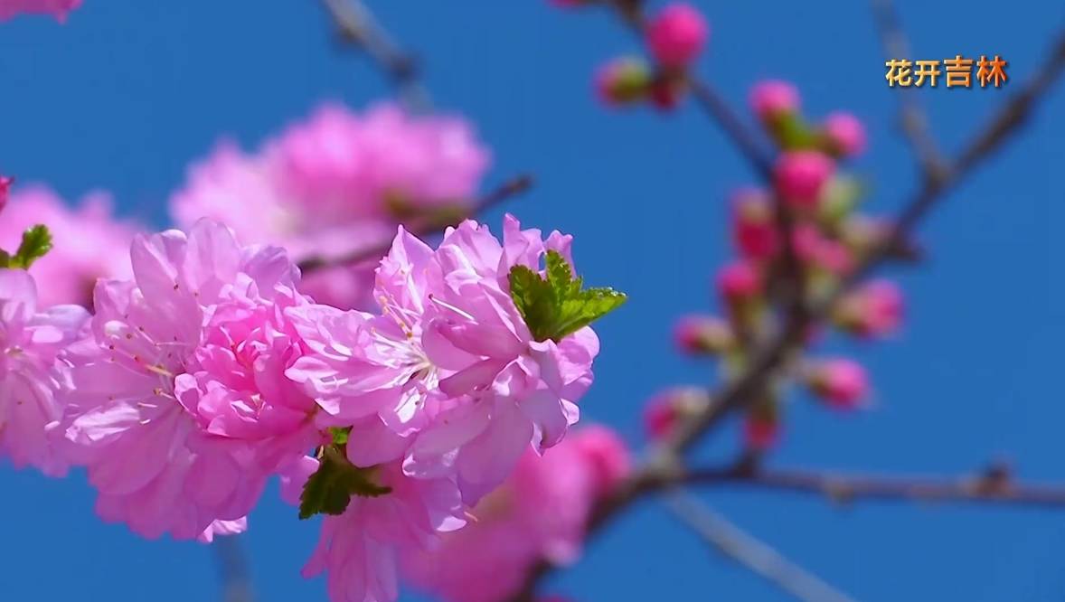 花开吉林｜繁花似锦 勃勃生机