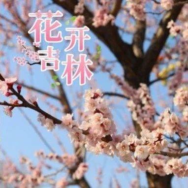 花开吉林丨春染抚松 花潮涌动