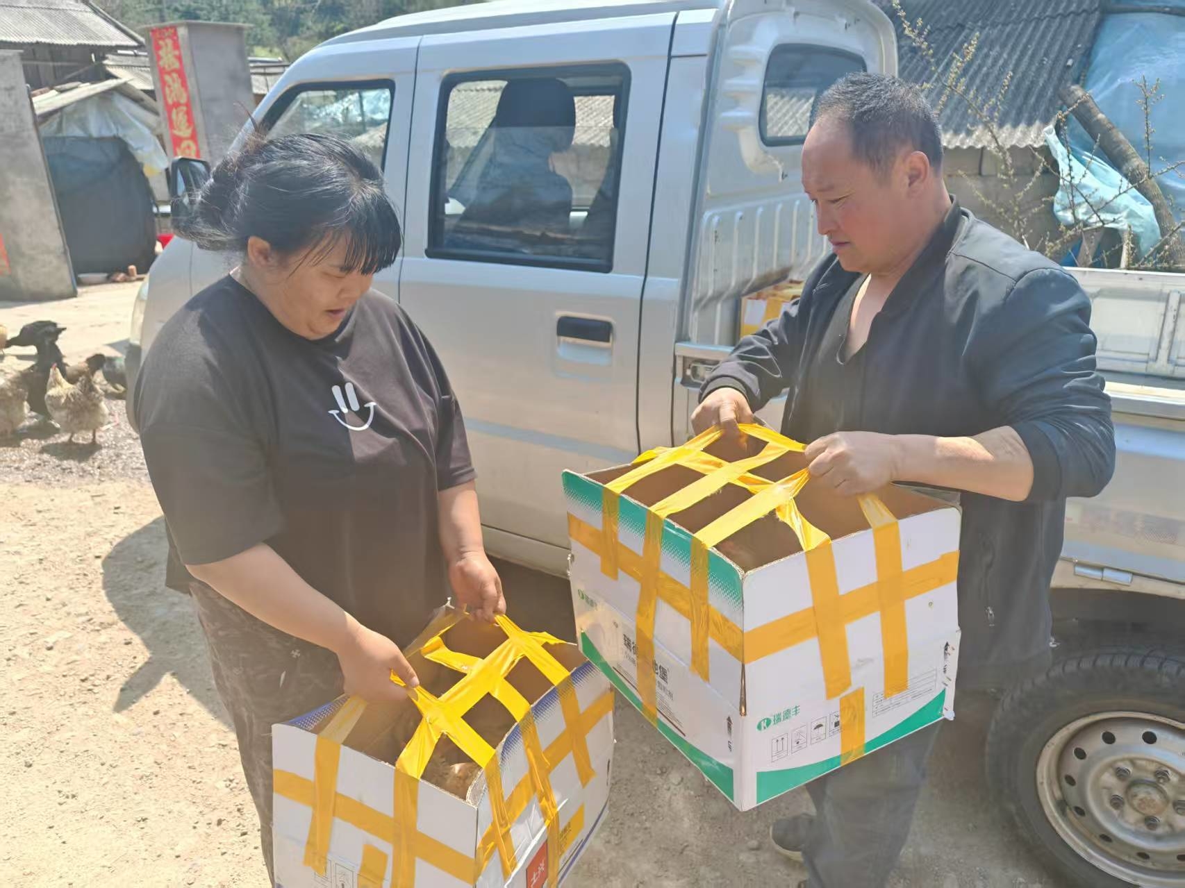 集安市司法局开展“送鸡雏 助增收”帮扶活动