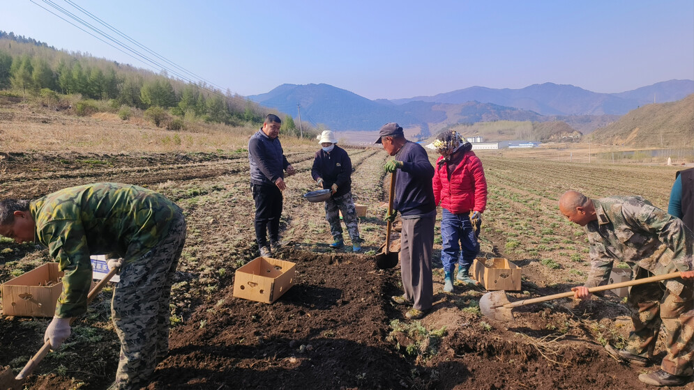 长白县：十四道沟镇鸡冠砬子村以绿色种植产业为引擎 促乡村经济建设新格局