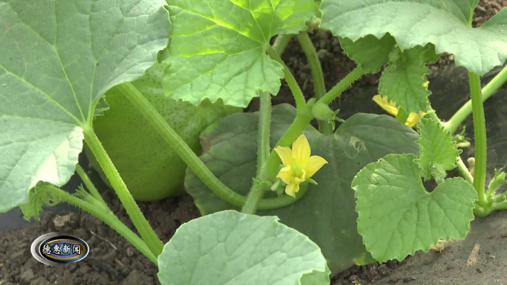 5月8日德惠新闻