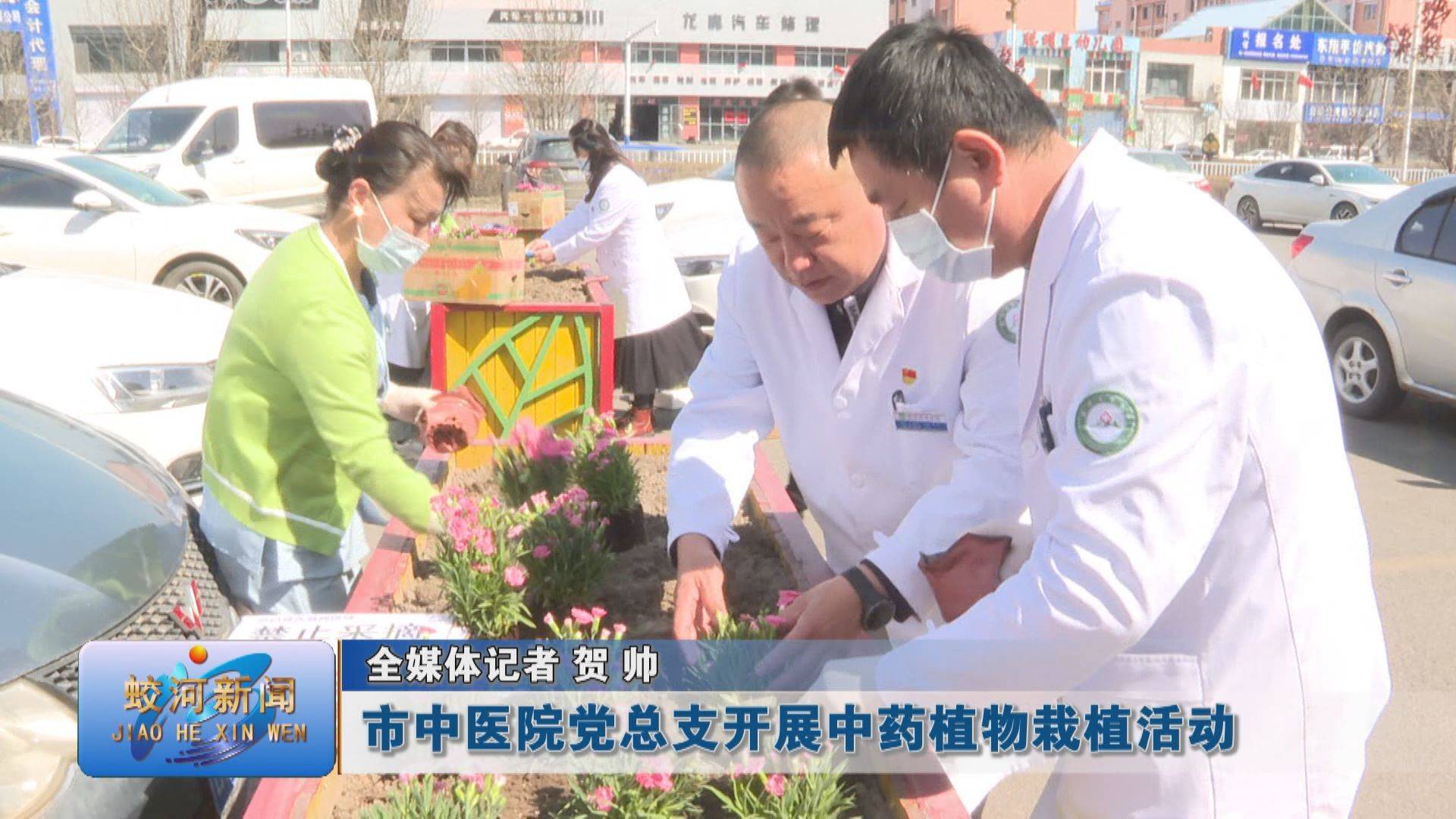 蛟河市中医院党总支开展中药植物栽植活动