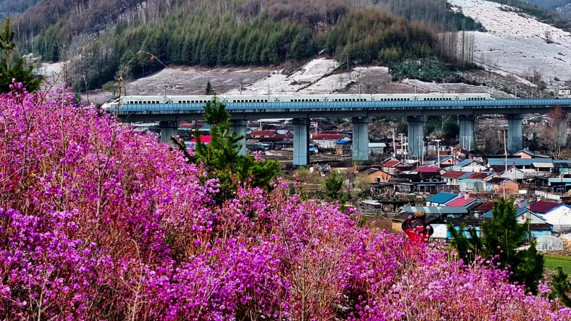 花开蛟河
