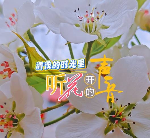 清浅的时光里 听花开的声音#花开吉林#花开时节遇见最美城市#杏好有你杏会吉林