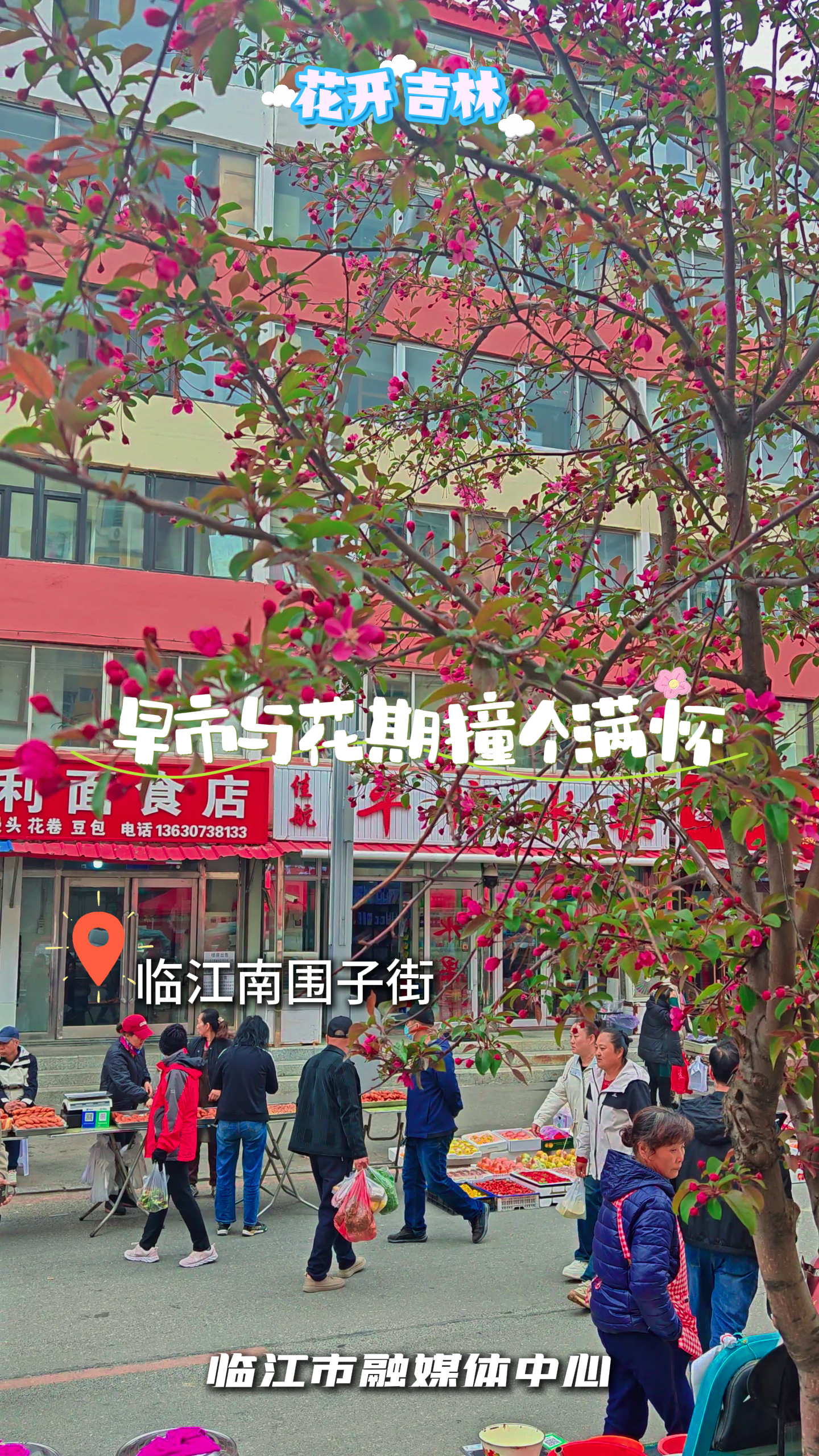 早市与花期撞个满怀#花开吉林#花开时节遇见最美城市#杏好有你杏会吉林