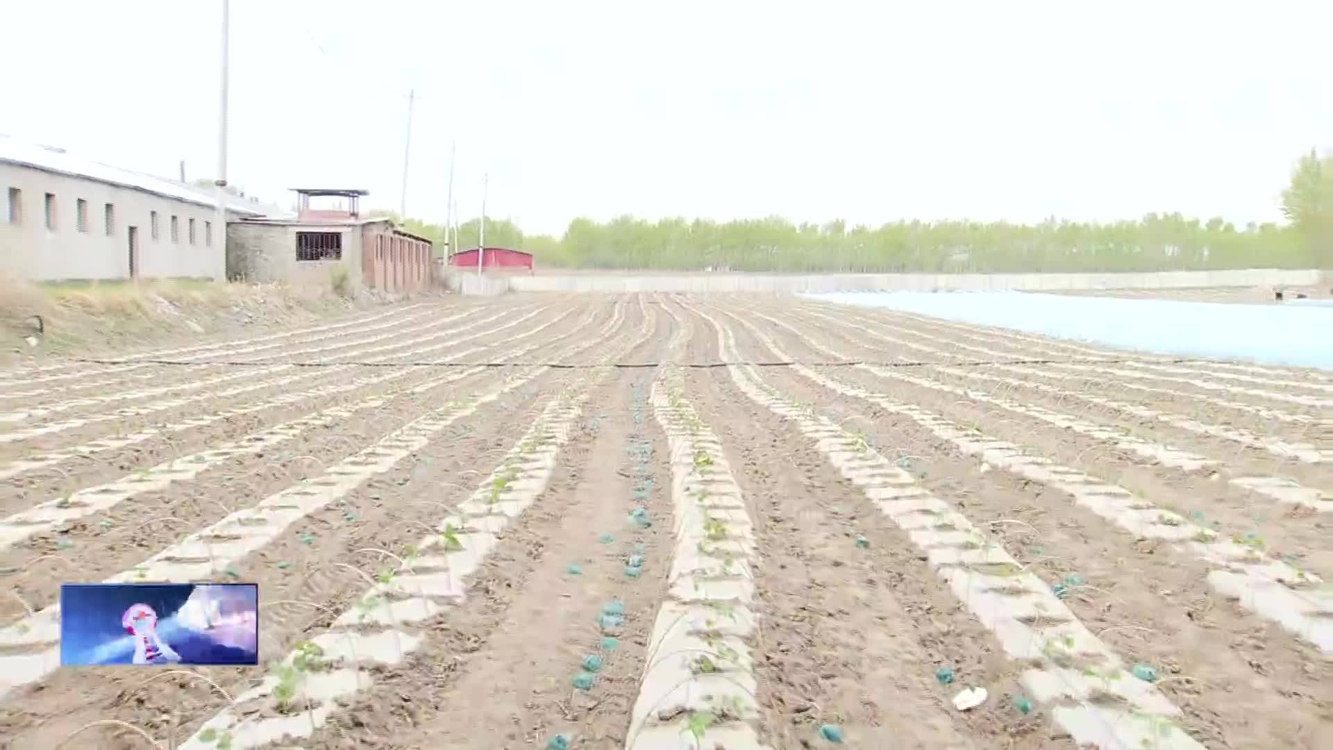 卧虎镇：黄菇娘移栽忙 奏响春日“奋进曲”