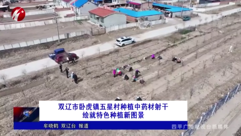 双辽市卧虎镇五星村种植中药材射干绘就特色种植新图景
