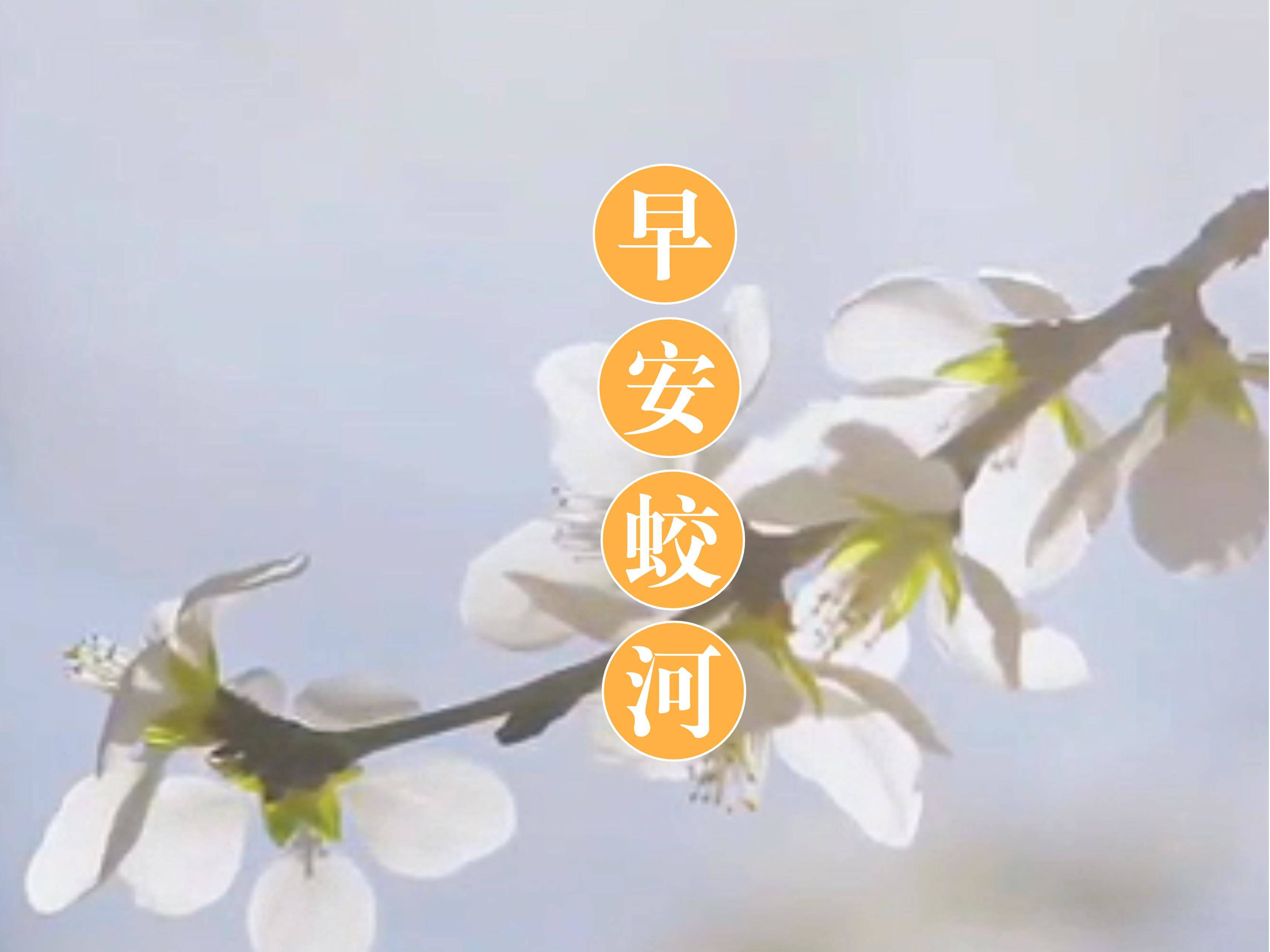 早安蛟河