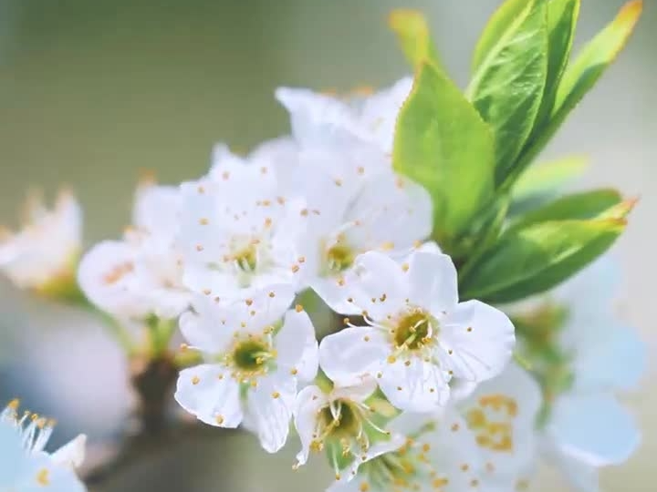 国风悦夏 花开辽源
