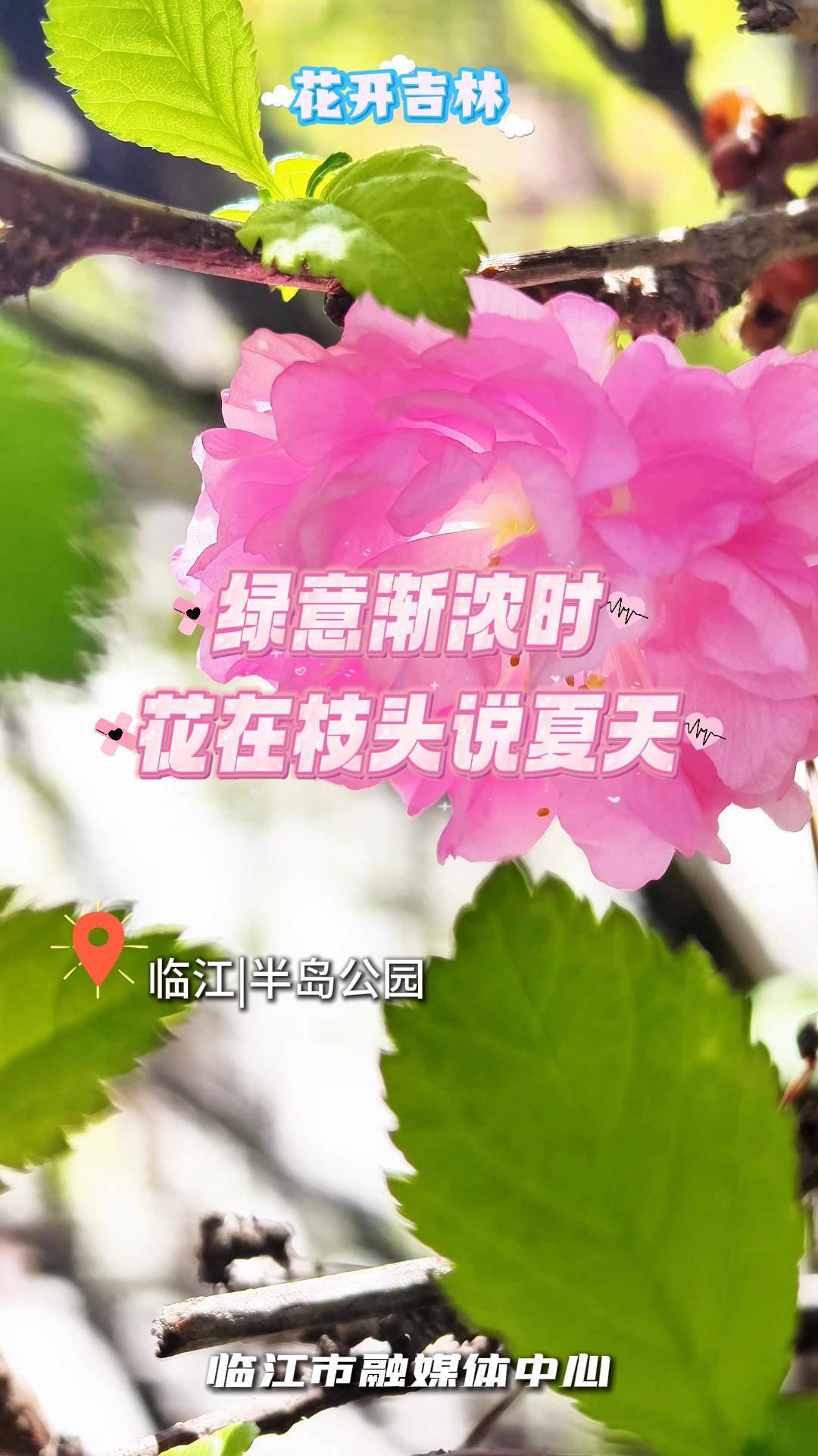 绿意渐浓时 花在枝头说夏天#花开吉林#花开时节遇见最美城市#杏好有你杏会吉林