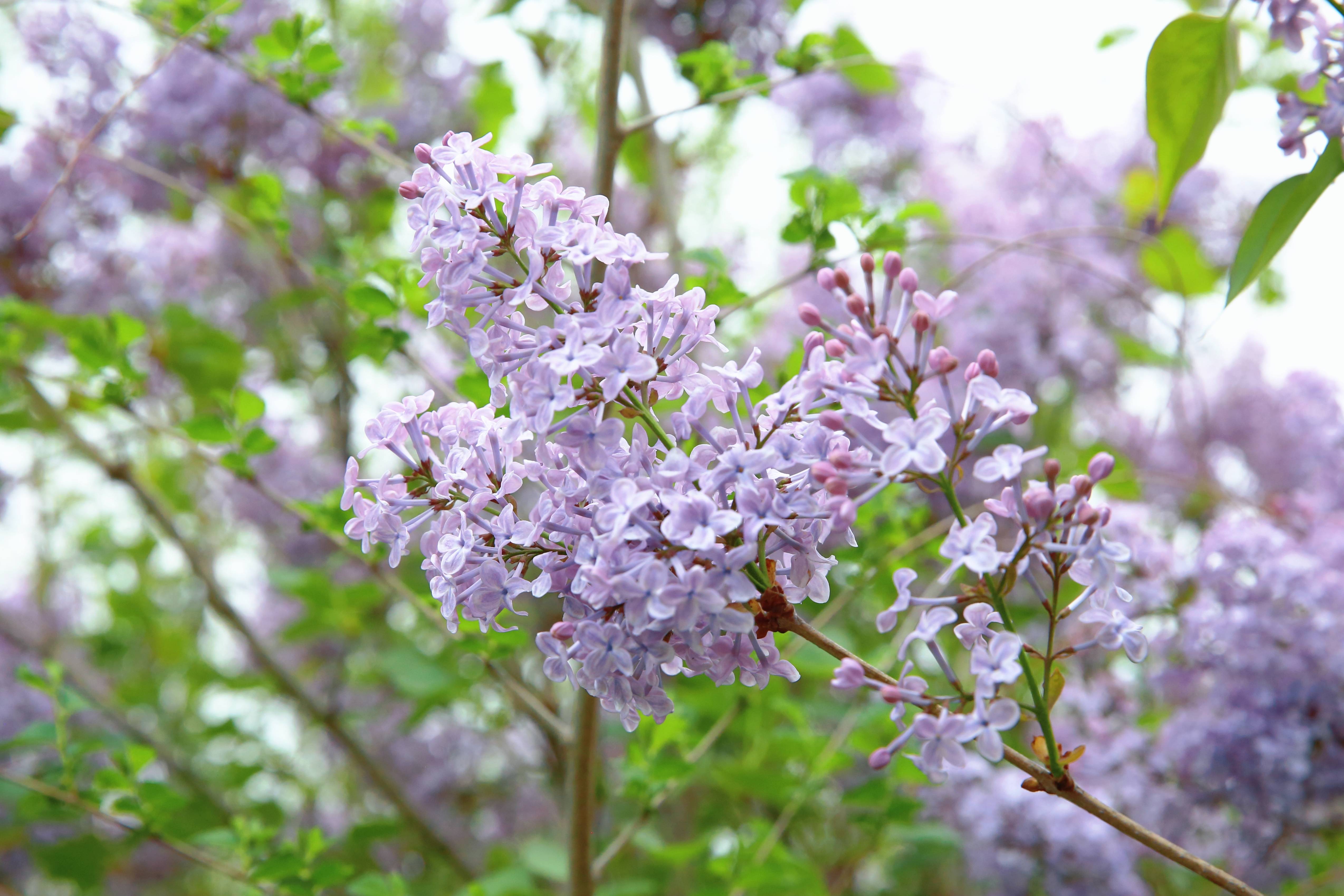 长岭：丁香花开 邂逅浪漫