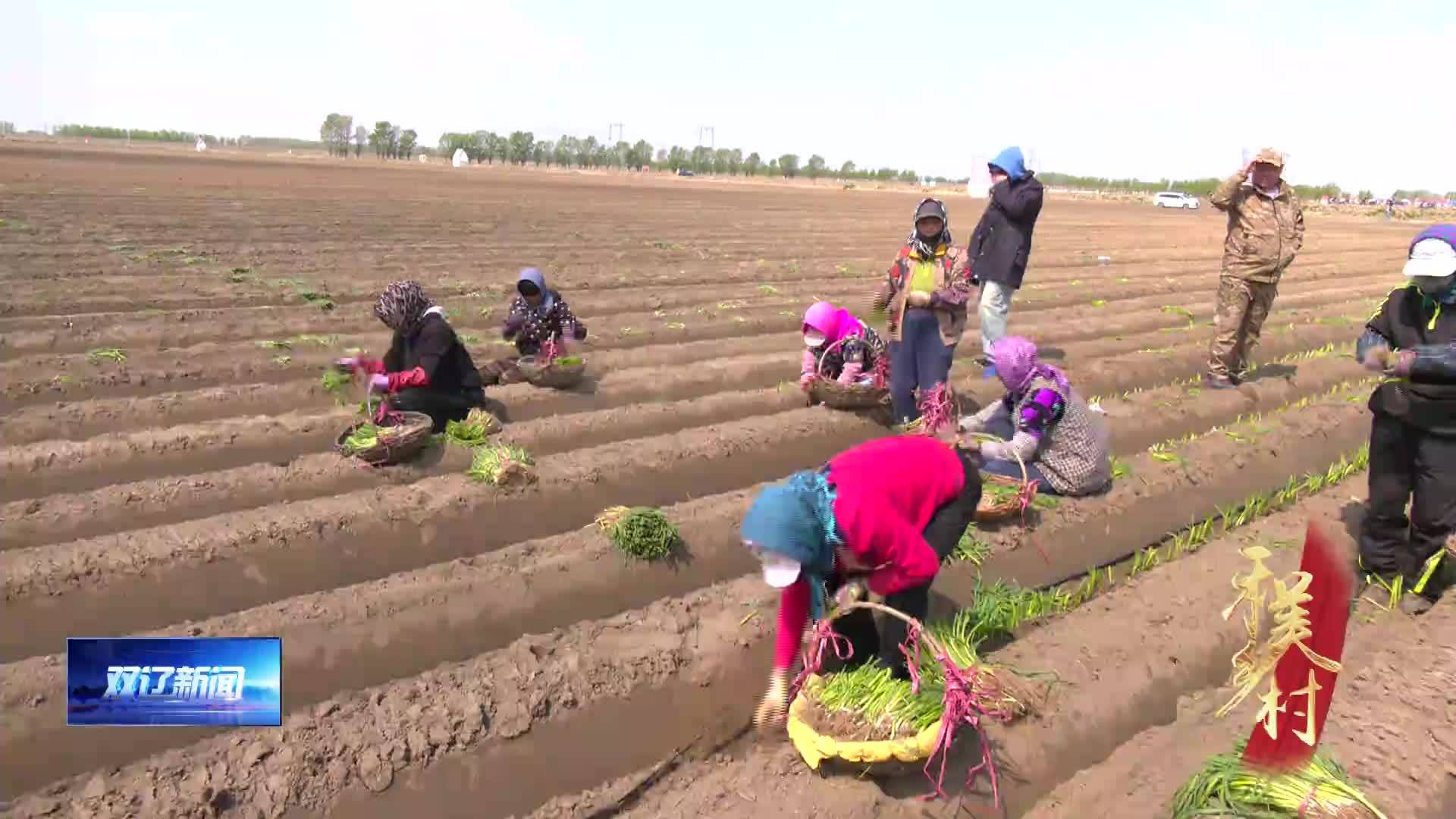 王奔镇：大葱香瓜移栽忙  特色种植促增收