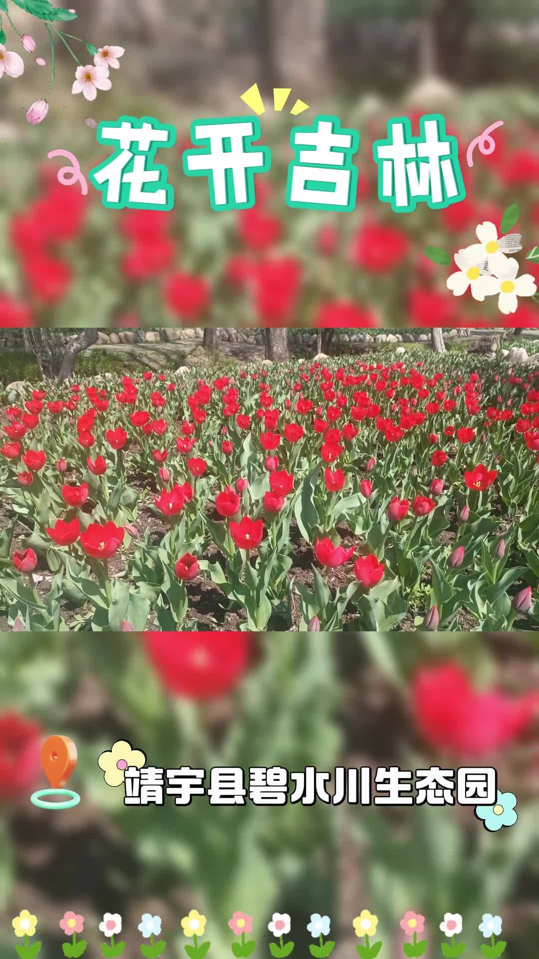 靖宇县：花开吉林