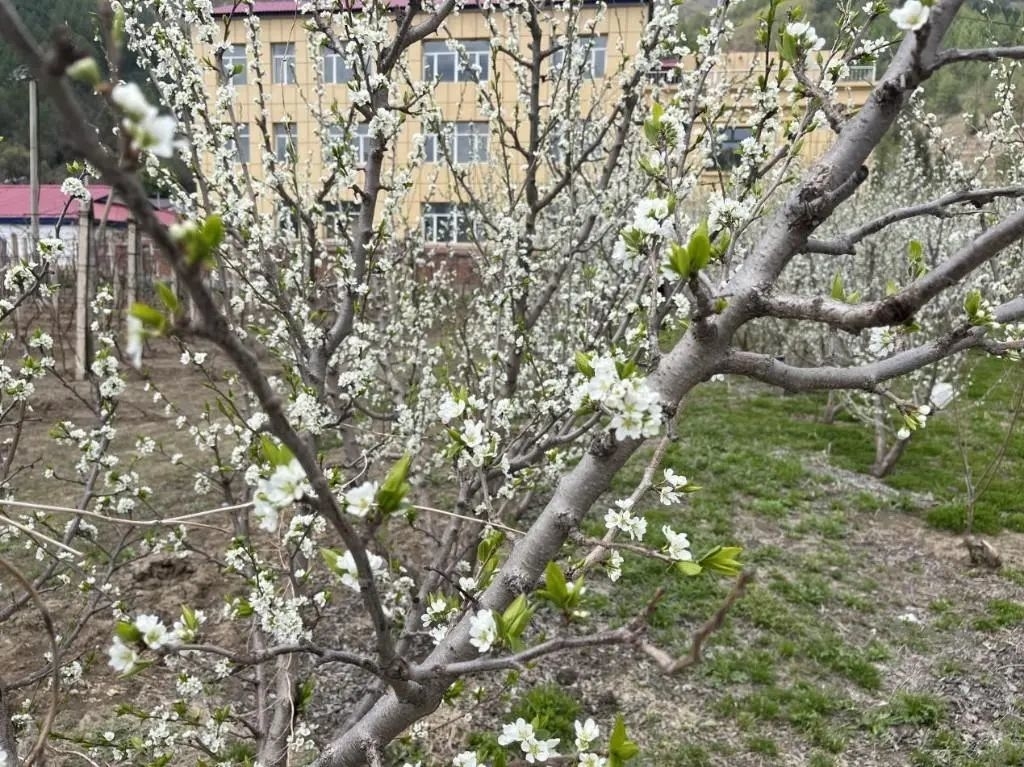 吉林日报：桃李花开 产业新程热闹开场