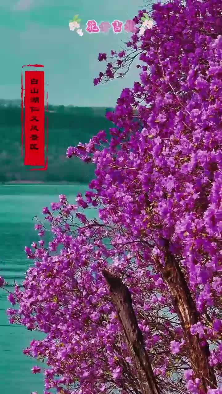 靖宇县：江畔红韵