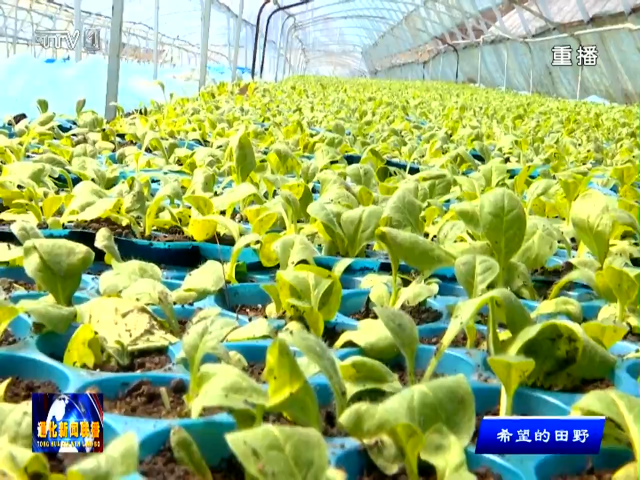 柳河县千亩烟叶育苗忙