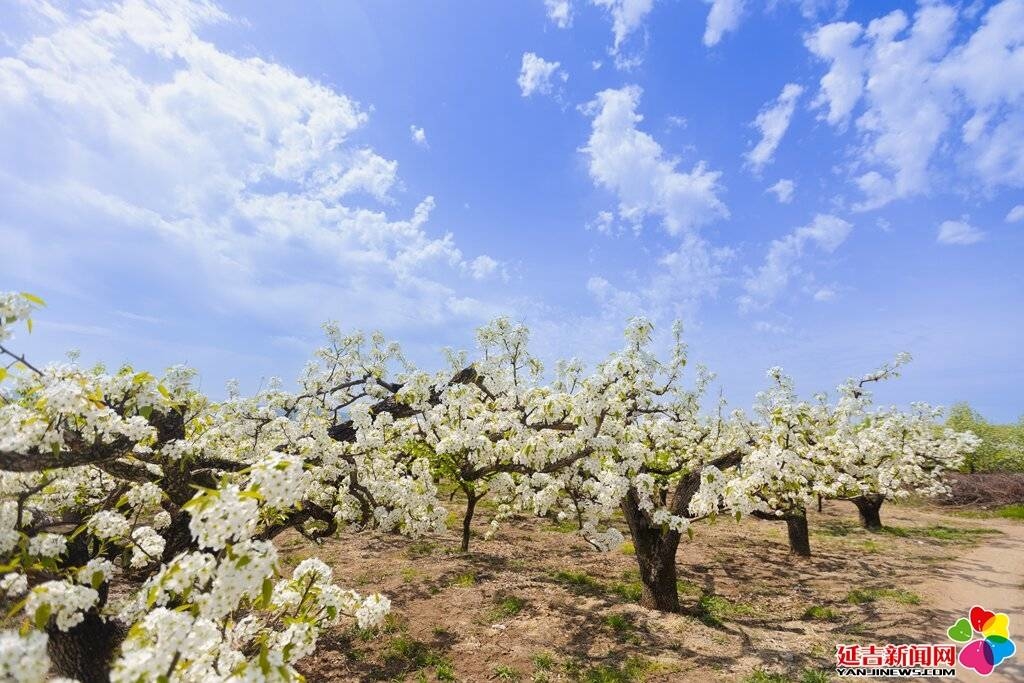 图看延吉｜孟夏之日 万物并秀 延吉梨花如雪