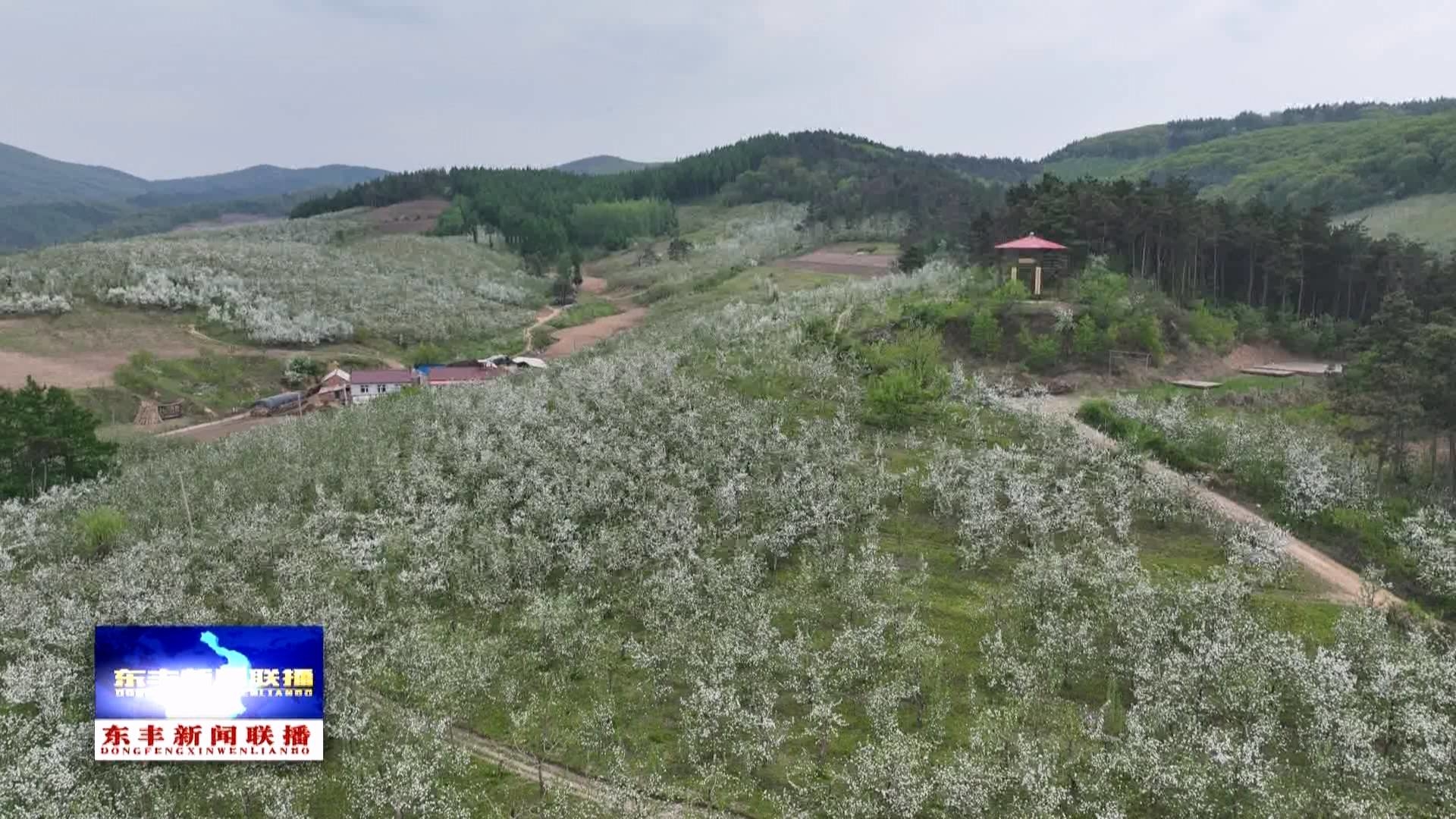绝美！东丰县小四平镇苹果花开，乡村振兴“颜值”拉满