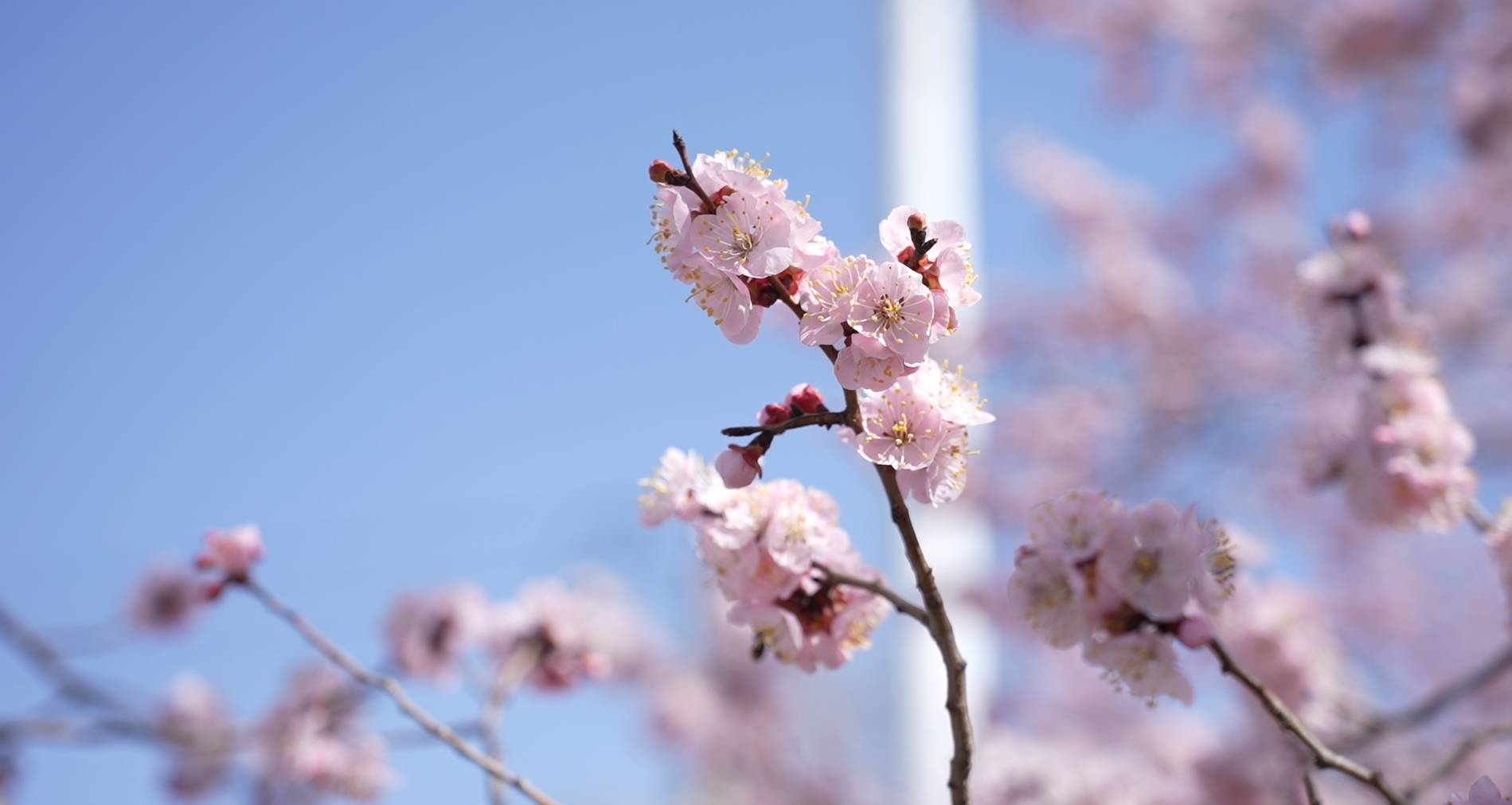 杏花辞#花开吉林##花开辽源##花开时节遇见最美城市#
