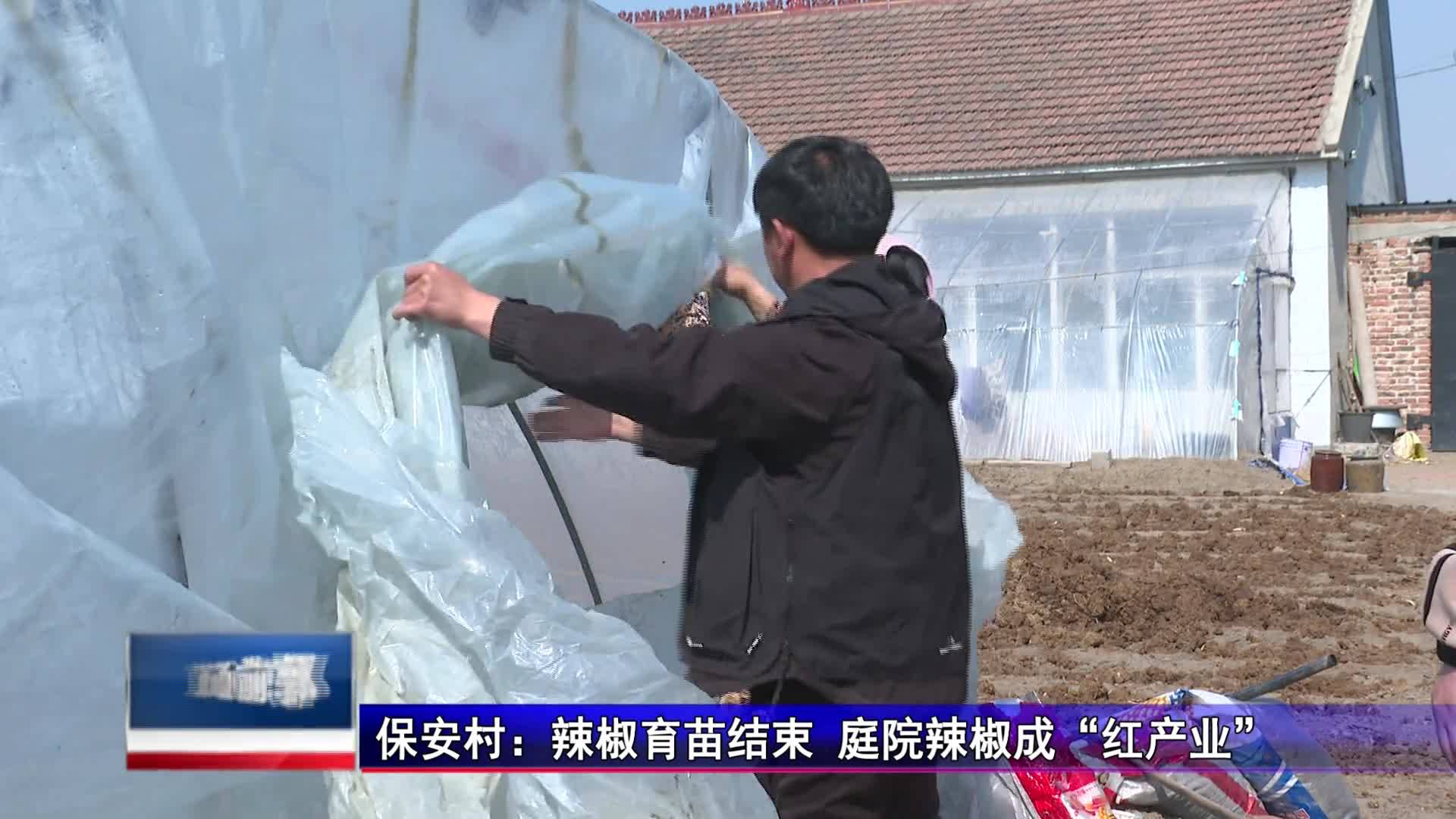 直通县市区2025年5月13日前郭    保安村：辣椒育苗结束 庭院辣椒成“红产业”VA0