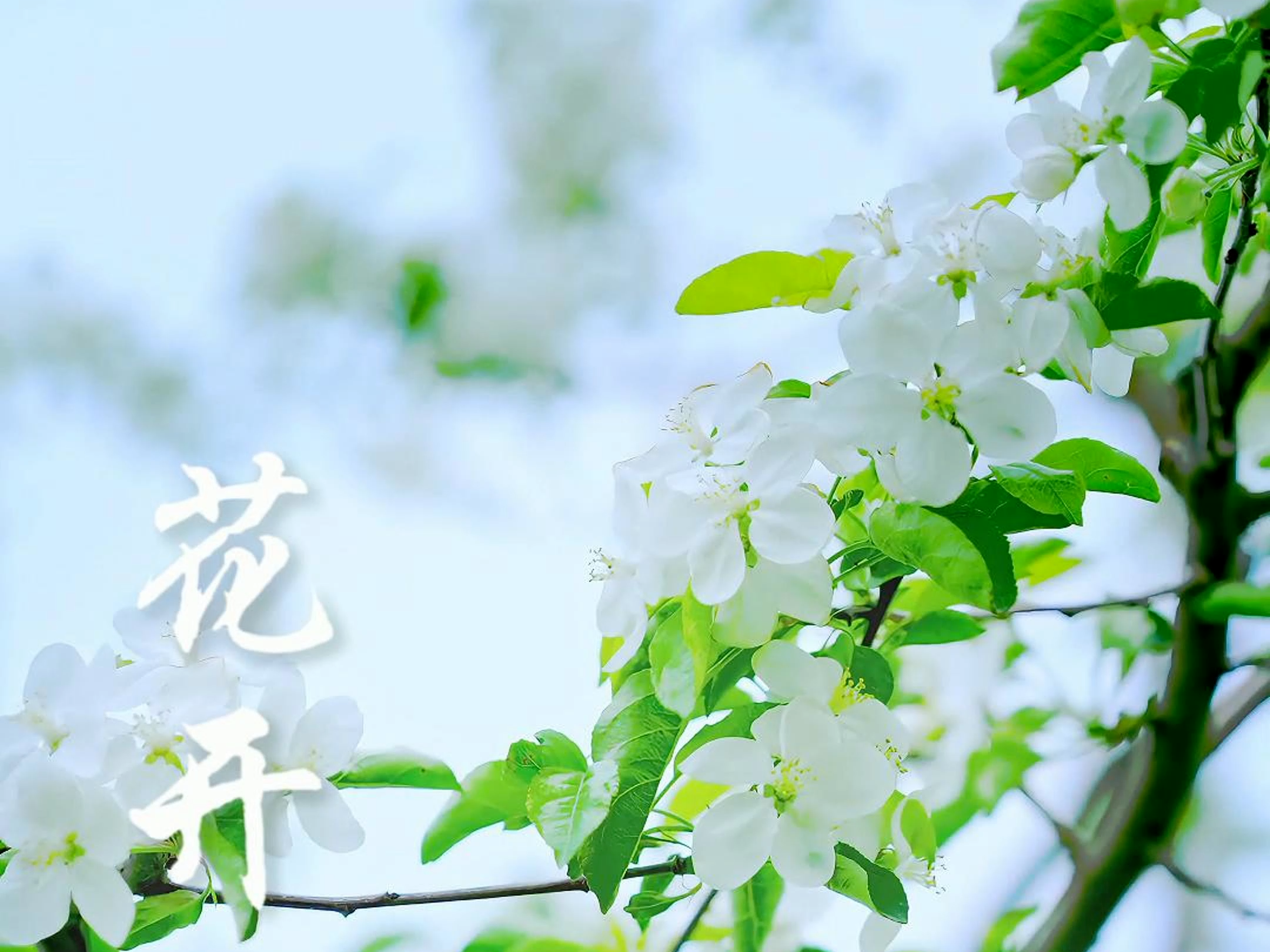 花开吉林 芬芳辽源