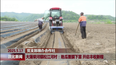 大蒲柴河镇松江河村：地瓜覆膜下苗 开启丰收新程