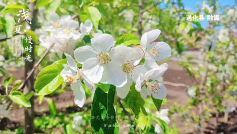夏日的浪漫使者——苹果花