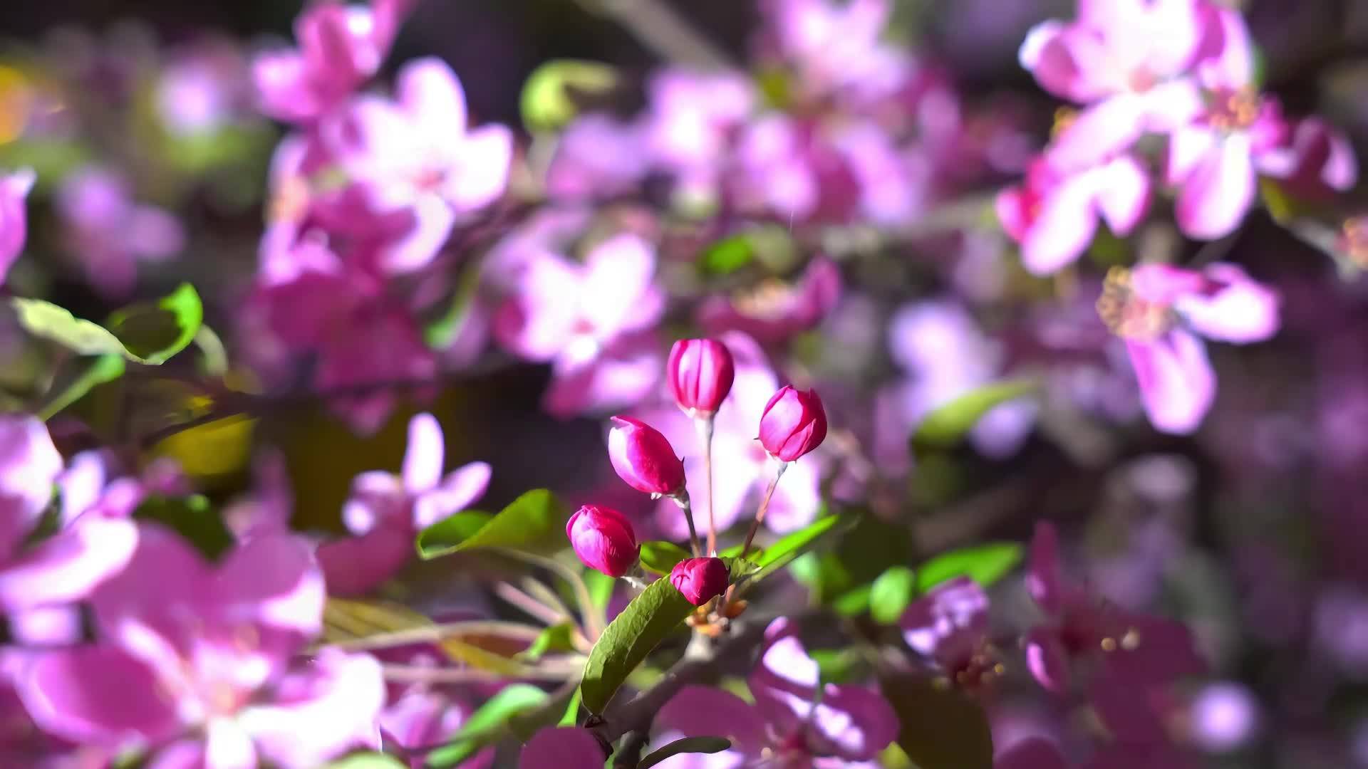 辉南的夜，每朵花都是未眠的诗