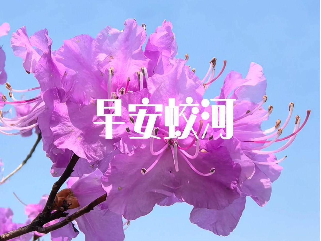 早安蛟河