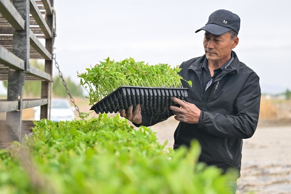 机械化 智能化 自动化——新疆番茄产业发展一线观察