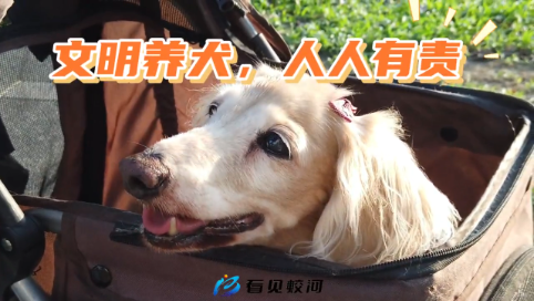 文明养犬 人人有责