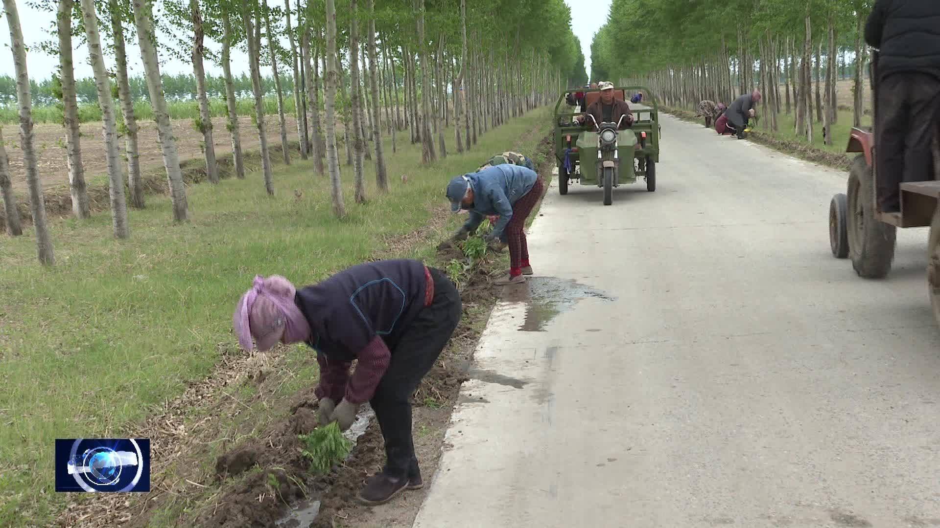 万顺乡：栽植万寿菊 扮靓乡村环境