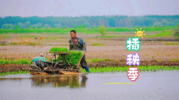 随手拍·德惠丨又到插秧季