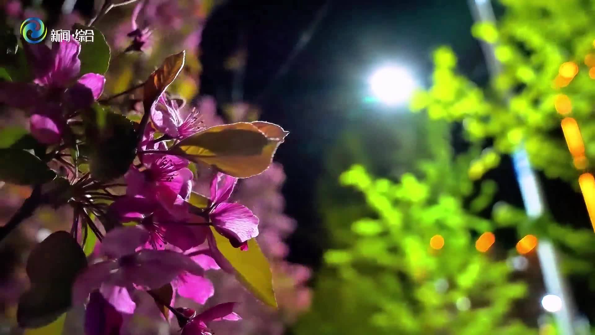 辉南县：初夏夜·海棠花影