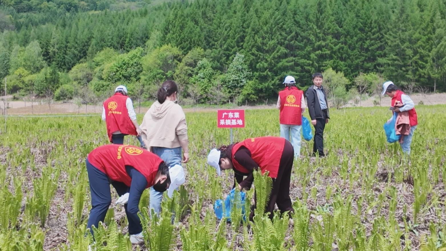蛟河市前进乡举办“寻味前进乡 欢乐采摘行”活动
