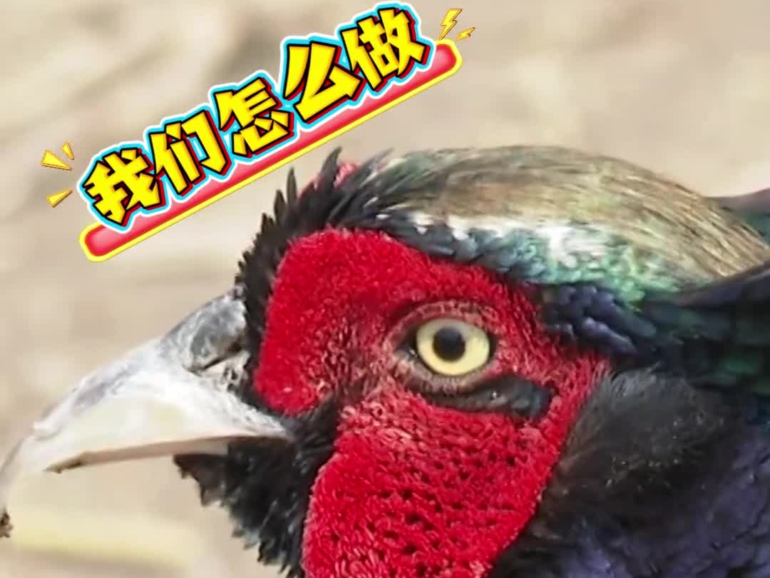 鸡舍生存大法：干饭第一 下蛋搞钱 （作者：李梦颖）