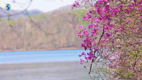 辉南县：龙湾景区杜鹃花惊艳盛放