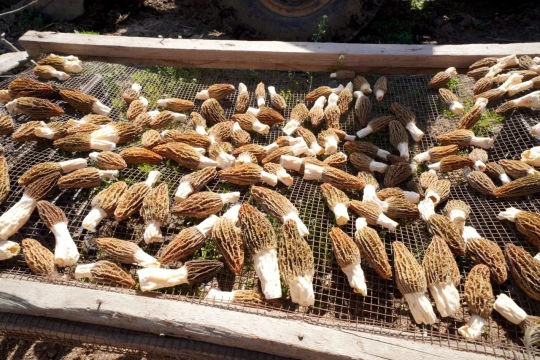 【实力辉南】羊肚菌喜迎丰收季 小菌菇撑起乡村振兴“金伞”